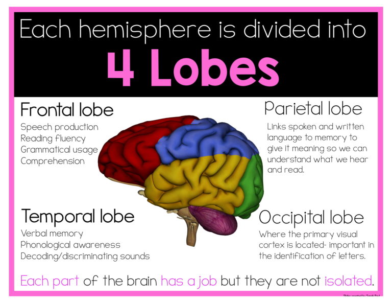 reading-and-the-brain-sarah-s-teaching-snippets